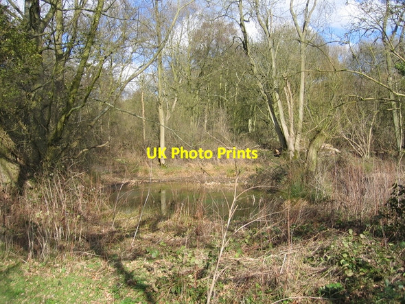 Photo 6"x4" Glyn Davies Wood Stoneton c2006