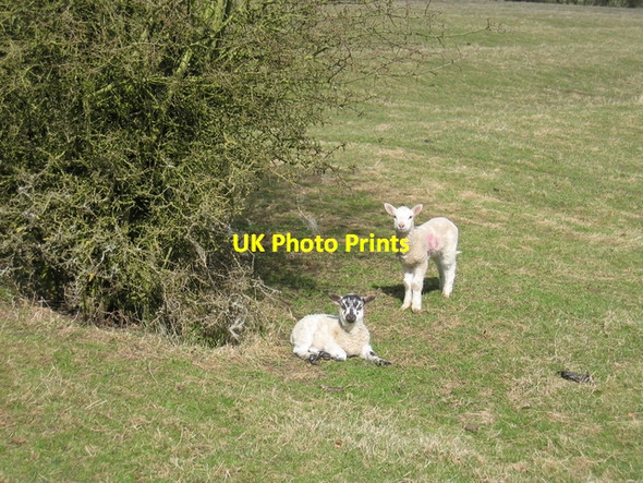 Photo 6"x4" Spring Lambs near Priors Hardwick Priors Hardwick c2006
