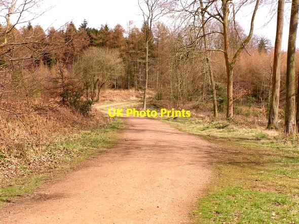 Photo 6"x4" Worcester walk, Forest of Dean Edge End\/SO5913 c2006