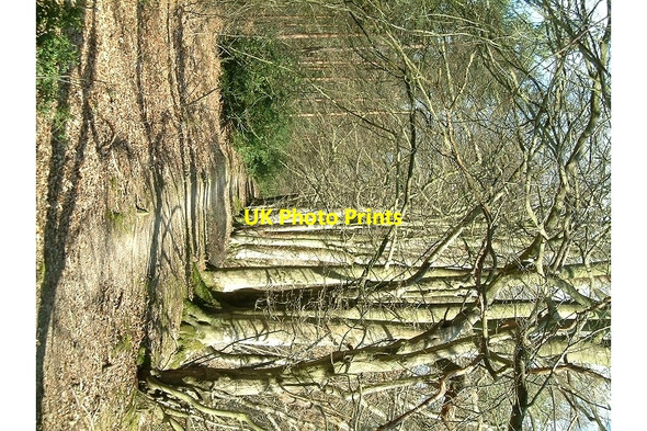 Photo 6"x4" Line of Trees on historic Boundary bank Park Corner\/TQ5114 c2006