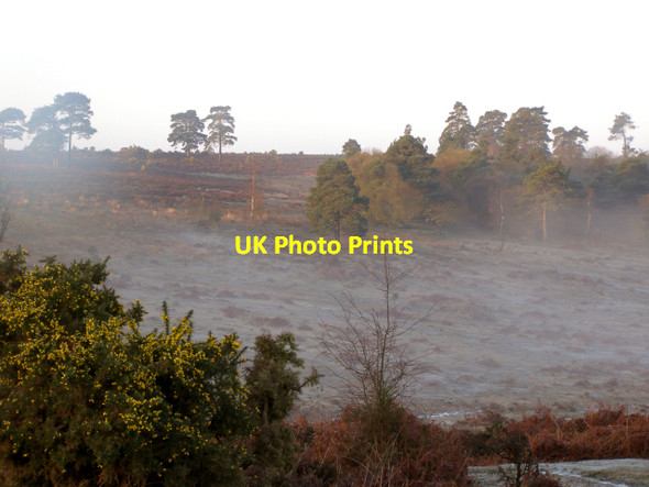 Photo 6"x4" Heathland to the west of Cadman's Pool, New Forest Fritham c2006