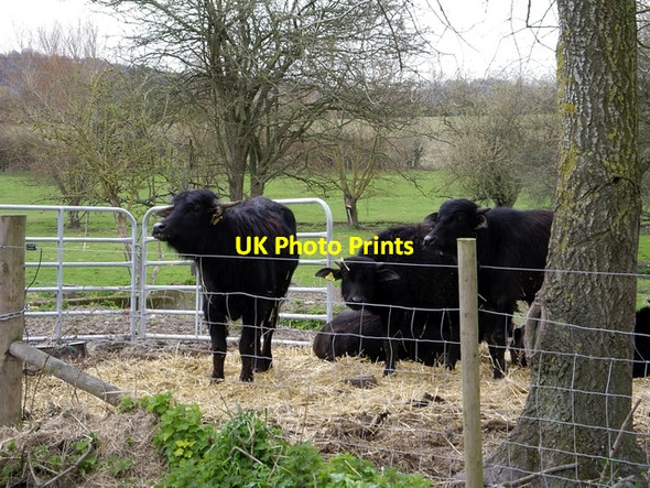 Photo 6"x4" Calves at Manor Farm, Broughton Broughton\/SU3032 c2006