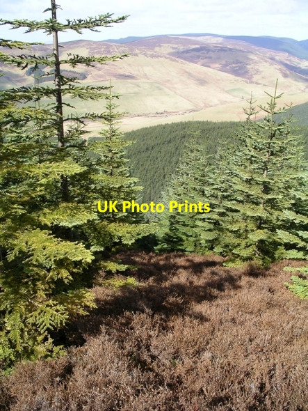 Photo 6"x4" Young plantation, Priesthope Hill Walkerburn c2006