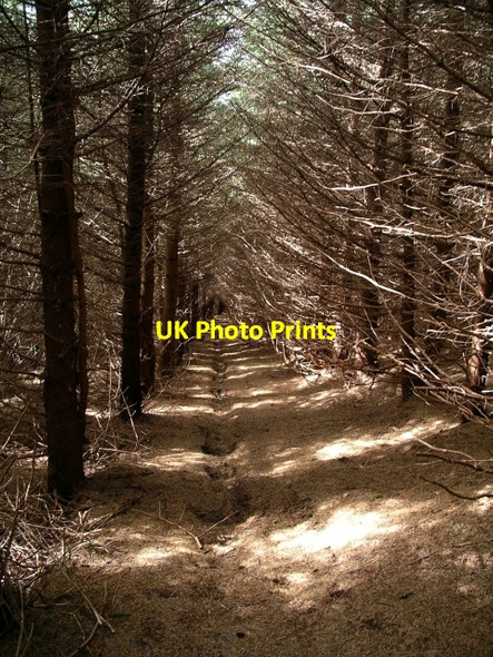 Photo 6"x4" Forest path, Colquhar Brae Williamslee c2006