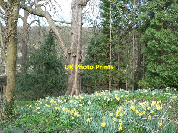 Photo 6"x4" Daffodils in the wood at Stank Weardley c2006