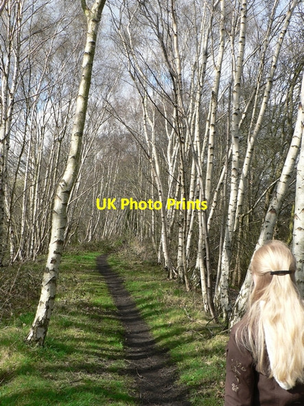 Photo 6"x4" Silver Birch by the footpath, Scarcroft - Bardsey Thorner c2006