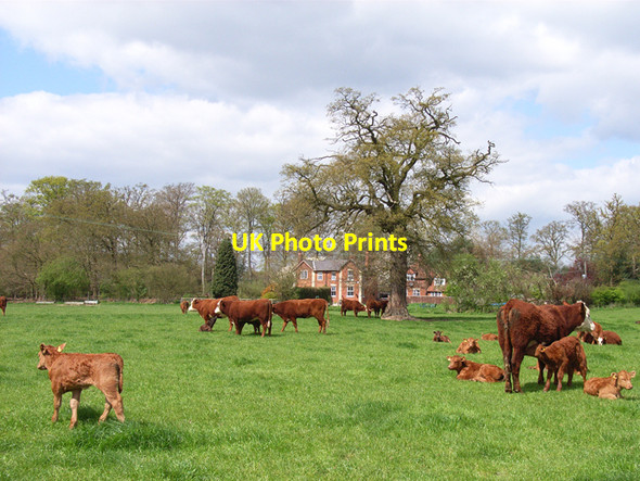 Photo 6"x4" Cattle and Burtley Wood Beaconsfield c2006
