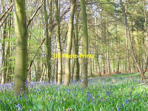 Photo 6"x4" Dipple Wood Beaconsfield c2006
