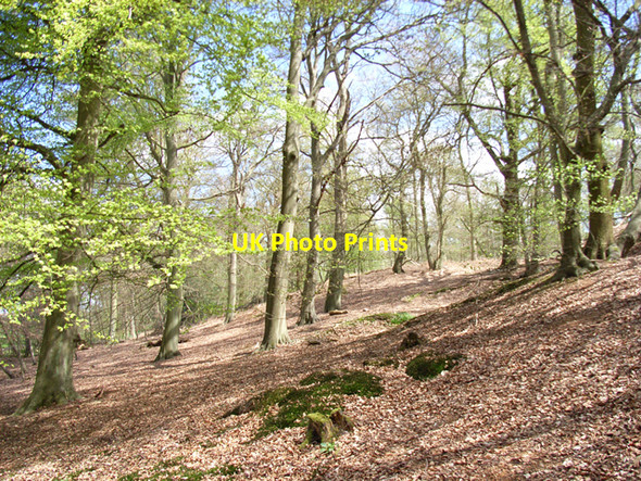 Photo 6"x4" Beeches near Hillmotts Farm Hedgerley c2006
