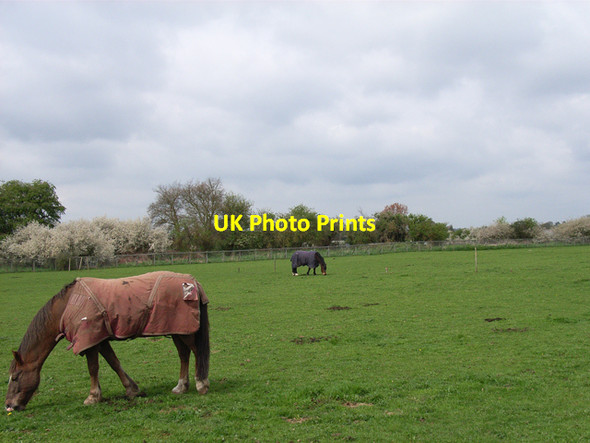 Photo 6"x4" Fields at Farnham Royal East Burnham c2006