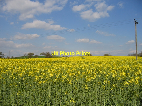 Photo 6"x4" Oilseed Rape at Spernall Spernall c2006