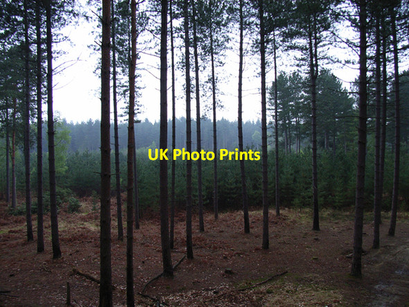 Photo 6"x4" Kingsride, Swinley Park South Ascot c2006