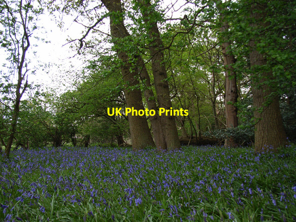 Photo 6"x4" Woodland at Stanners Hill Stanners Hill c2006