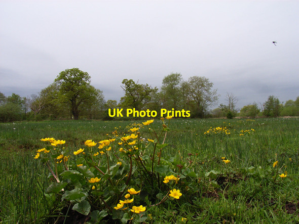 Photo 6"x4" Boggy field beside Mill Bourne Mimbridge c2006