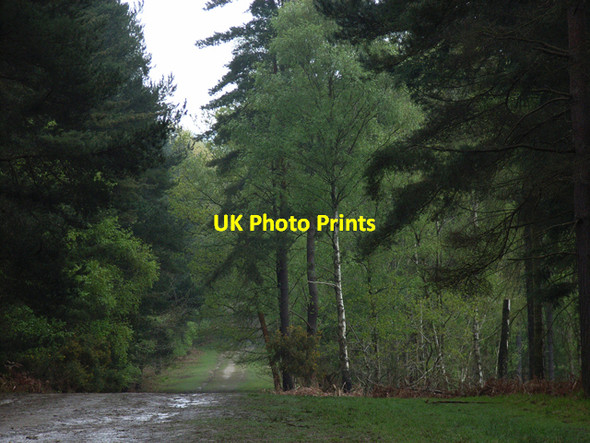 Photo 6"x4" Kingsride, Swinley Park South Ascot c2006