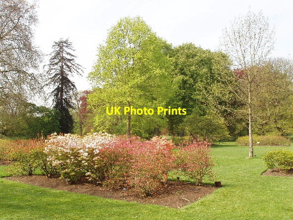Photo 6"x4" Azaleas at Kew Gardens Brentford c2006