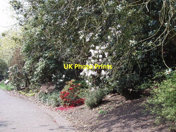 Photo 6"x4" Rhododendron Dell, Kew Gardens Brentford c2006