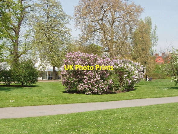 Photo 6"x4" Lilac time at Kew Gardens Brentford c2006