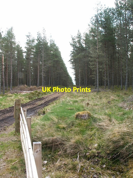 Photo 6"x4" Forest track by Loch Ashie Dores c2006