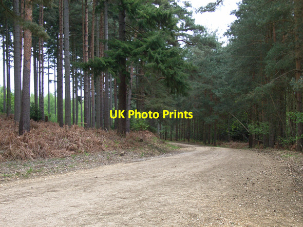 Photo 6"x4" Forestry track, Yateley Heath Hartfordbridge c2006