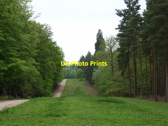 Photo 6"x4" Track in Minley Wood Yateley c2006