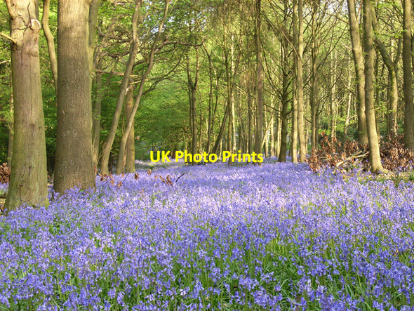 Photo 6"x4" Ash Copse Shiplake Row c2006