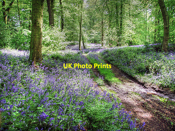Photo 6"x4" Woodland near Aqualate Mere Cotonwood\/SJ8020 c2006