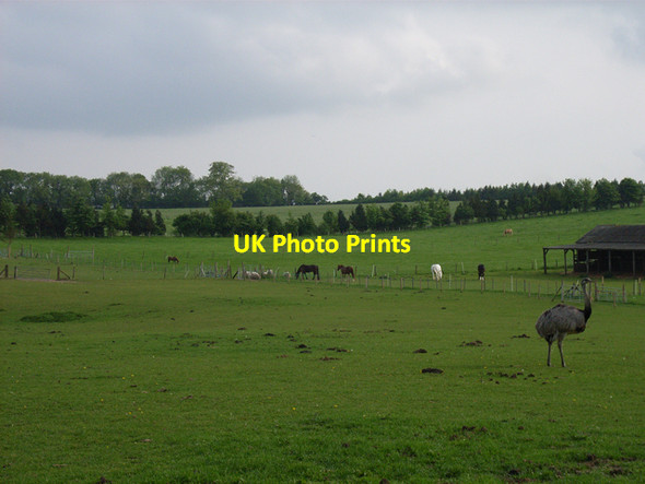 Photo 6"x4" Emu and horses near Buttnidge. Hillside\/SU7550 c2006