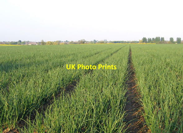 Photo 6"x4" Onion crop, Broom, Beds Biggleswade c2006