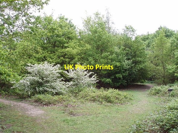 Photo 6"x4" Hare Hill Open Space, near Addlestone Addlestone c2006
