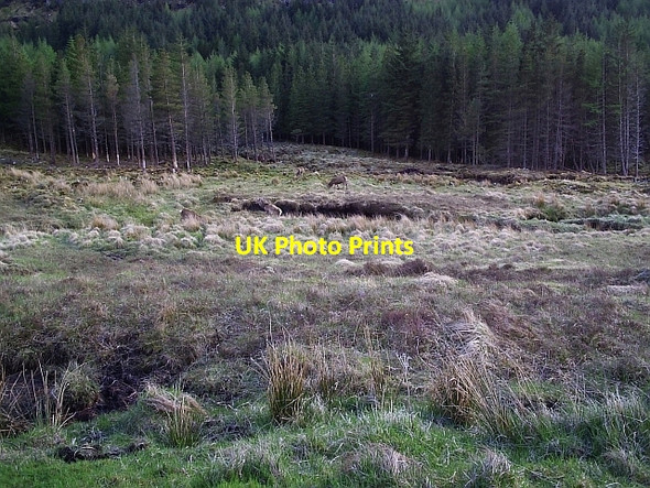 Photo 6"x4" Woods on the Kinloch Brae Kinloch\/NC3434 c2006