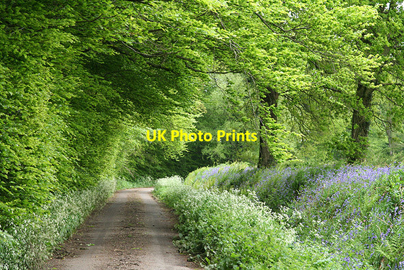 Photo 6"x4" Churchstanton: Downlands Lane Burnworthy c2006