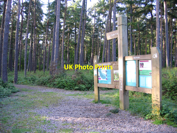 Photo 6"x4" Rowney Warren pine woodland, Southill, Beds Chicksands c2006