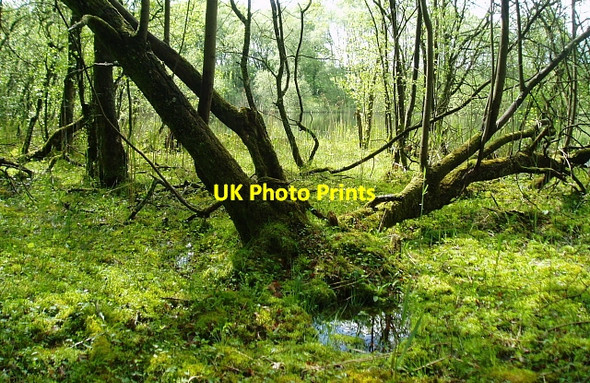 Photo 6"x4" Boggy woodland Drumvaich c2006