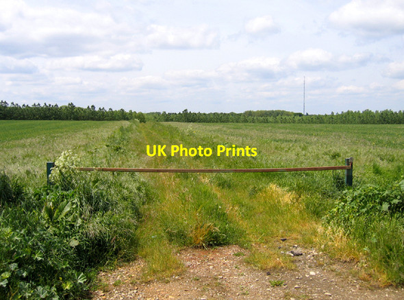 Photo 6"x4" Pegnut Wood, Sutton, Beds Potton c2006