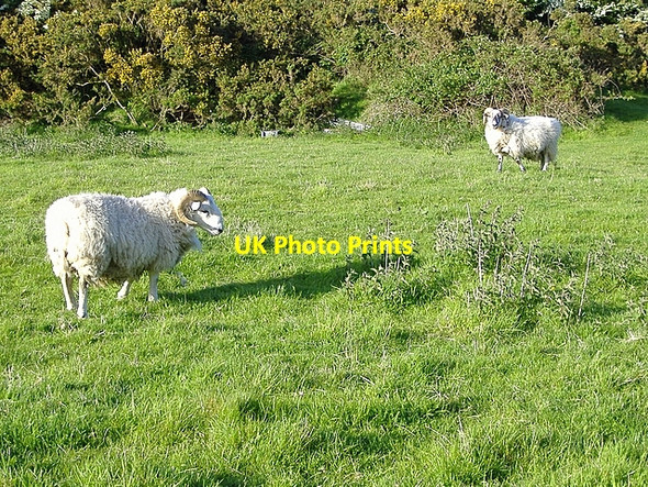 Photo 6"x4" Horned sheep at Ballabrooie, Patrick, Isle of Man Peel\/SC2484 c2006