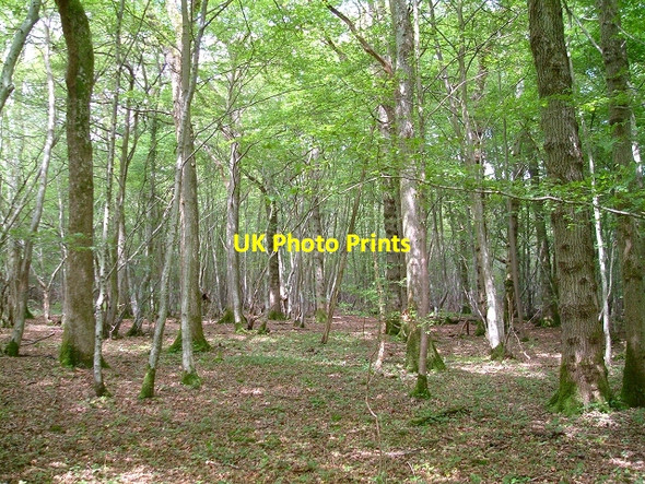 Photo 6"x4" Newbridge Wood Witherenden Hill c2006