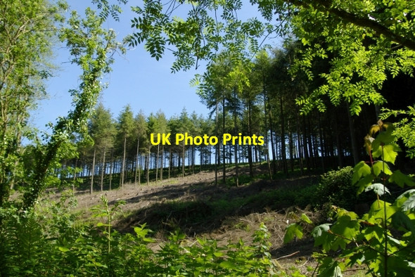 Photo 6"x4" Woodland near Polborder Polborder c2006