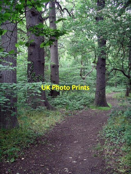 Photo 6"x4" Inside Low Wood Hempshill Vale c2006