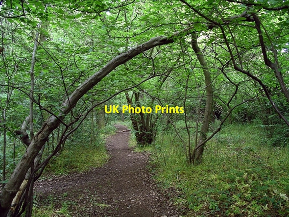 Photo 6"x4" Footpath through Low Wood Hempshill Vale c2006
