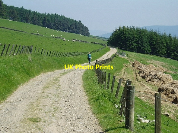 Photo 6"x4" Track to Glenshiel Banks Blairy Wood c2006