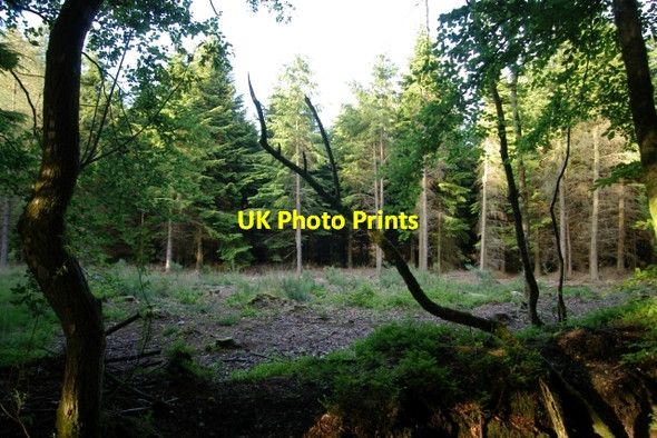 Photo 6"x4" Woodland clearing, East Hill Strips Ottery St Mary c2006