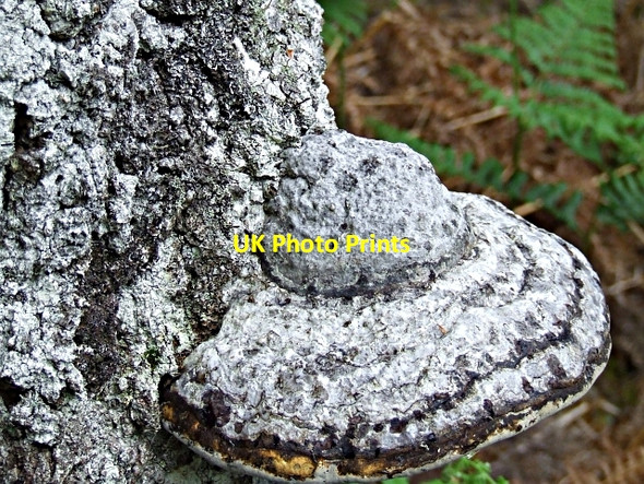 Photo 6"x4" Fomes fomentarius Spinningdale c2006