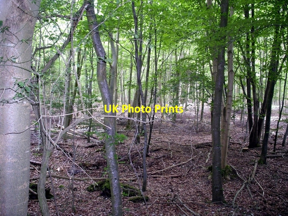 Photo 6"x4" Hedgemoor Copse Commo c2006