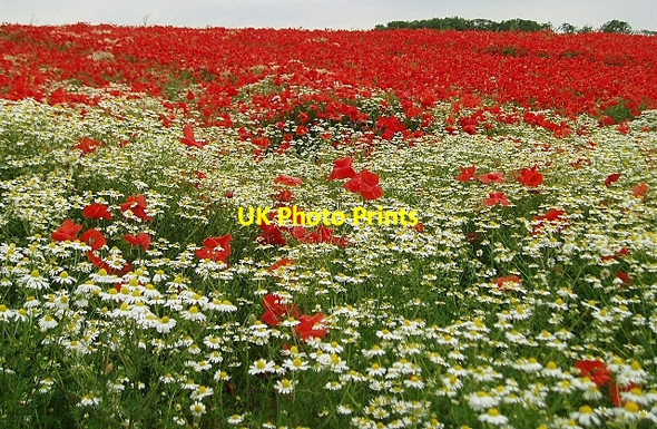 Photo 6"x4" Poppy field near Barnsdale Bar Wrangbrook c2006