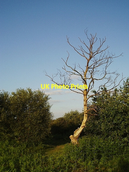 Photo 6"x4" Westleton Heath Westleton c2006 P1