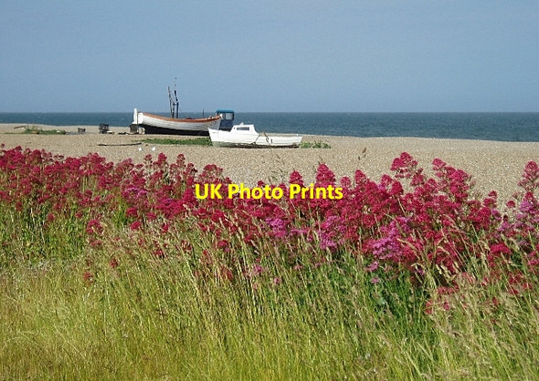 Photo 6"x4" Red Valerian, Aldeburgh beach Aldeburgh c2006