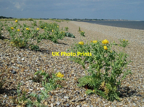 Photo 6"x4" Shingle beach north of Dunwich Dunwich c2006