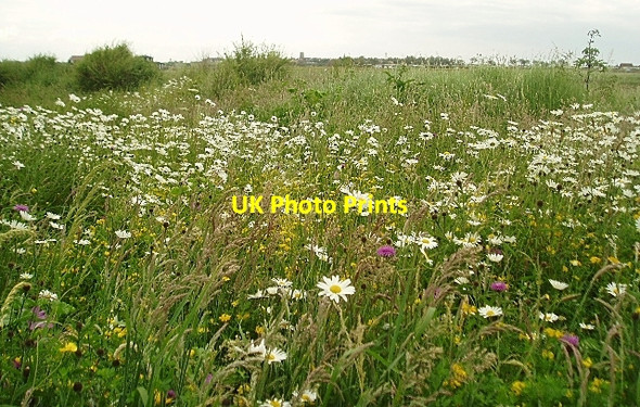 Photo 6"x4" Wildflowers, Walberswick Southwold c2006