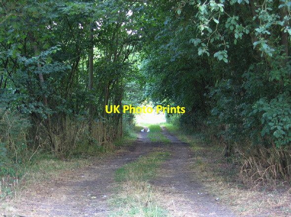 Photo 6"x4" Woodland beside Clophill Road, Gravenhurst, Beds Upper Gravenhurst c2006